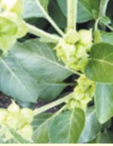 उच्च रक्तदाबात फायदेशीर आहे अश्वगंधा